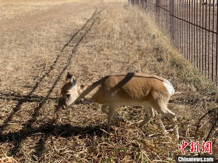 圖為普氏原羚?!±罱瓕?攝