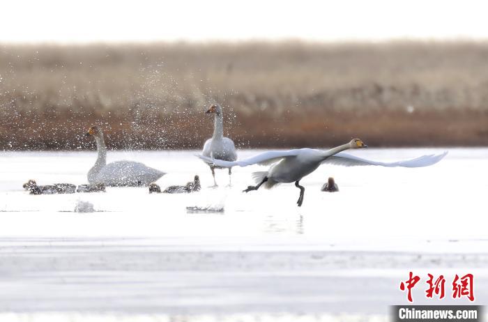 四川省阿壩州若爾蓋縣麥溪鄉(xiāng)的大天鵝?！“苍?攝
