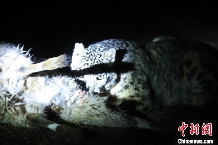 長江源、瀾滄江源啟動旗艦物種雪豹及棲息地保護(hù)項目