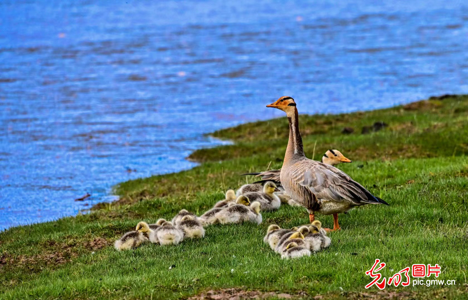 三江源國家公園正式設(shè)立，這是青海生態(tài)文明建設(shè)的新答卷