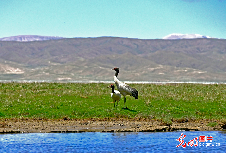 三江源國家公園正式設(shè)立，這是青海生態(tài)文明建設(shè)的新答卷