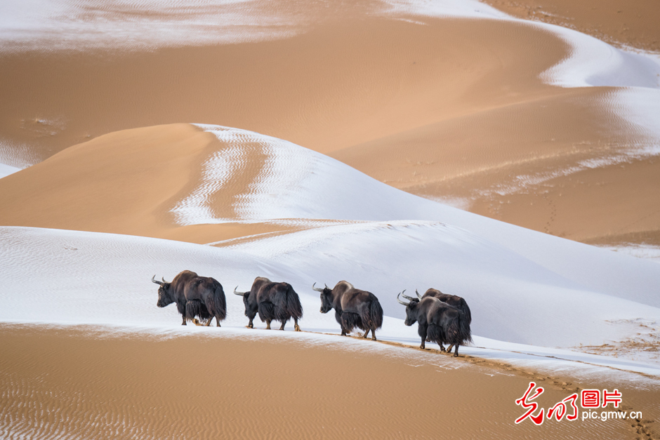 三江源國家公園正式設(shè)立，這是青海生態(tài)文明建設(shè)的新答卷