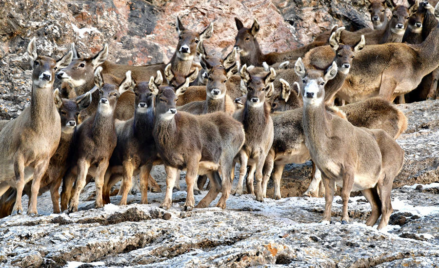 活躍在青海省海西州柏樹山的白唇鹿。巴圖那生攝