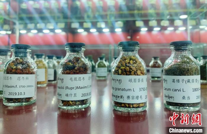 圖為海拔3500米以上珍貴草藥種子?！●R銘言 攝