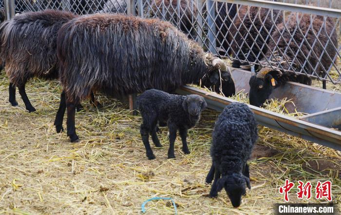 圖為黑藏羊及小羊羔正在吃草?！●R銘言 攝