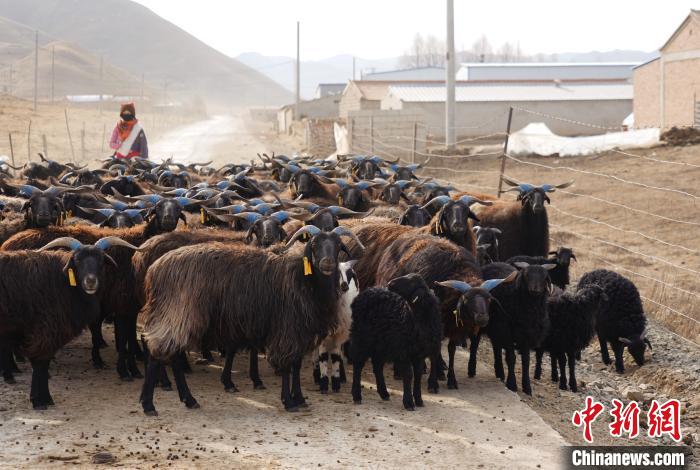 圖為牧民家的黑藏羊。　馬銘言 攝
