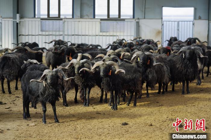 圖為黑藏羊?！●R銘言 攝