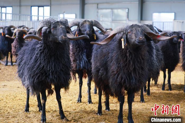 圖為黑藏羊?！●R銘言 攝