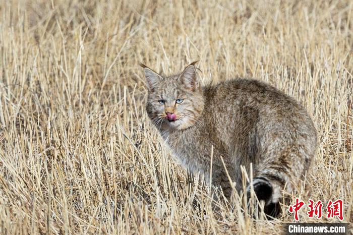 圖為拍攝到的荒漠貓?！O春生 攝