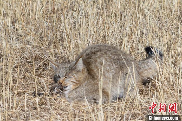 圖為拍攝到的荒漠貓?！≡S明遠 攝