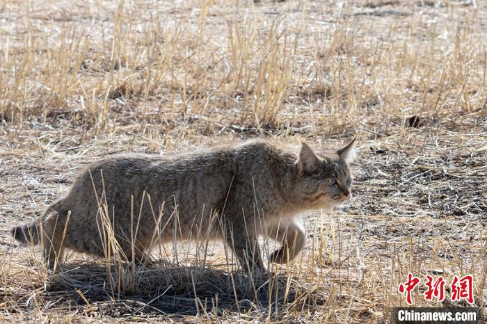 圖為拍攝到的荒漠貓?！O春生 攝