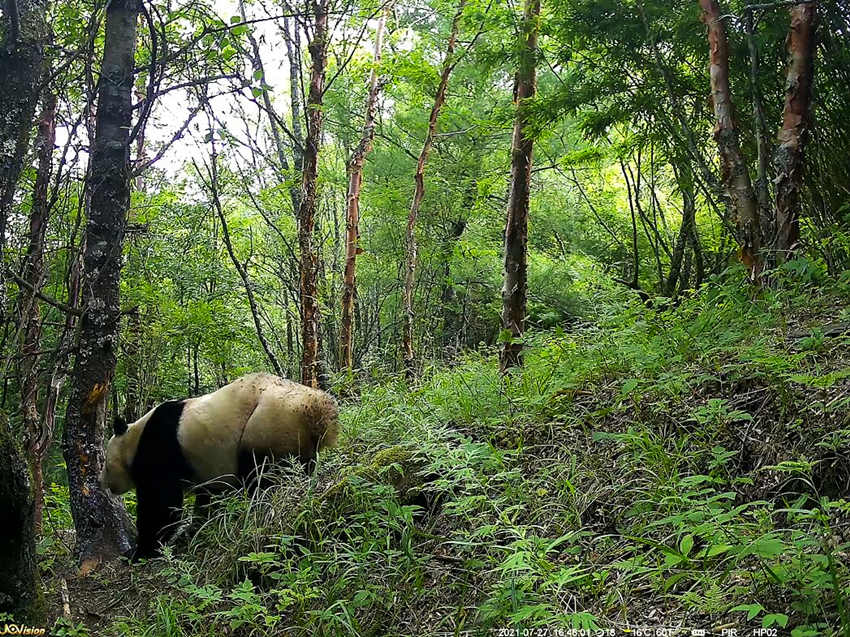 紅外相機(jī)拍攝到的野生大熊貓。平武縣融媒體中心供圖