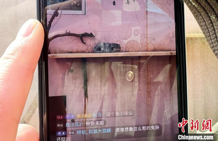 圖為雪豹“奶爸”史壽軍正在直播?！●R銘言 攝