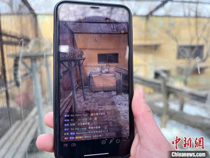 圖為雪豹“奶爸”史壽軍正在直播?！●R銘言 攝