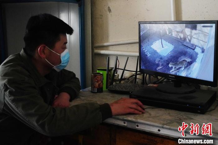 圖為雪豹“奶爸”史壽軍通過監(jiān)控察看雪豹情況?！●R銘言 攝