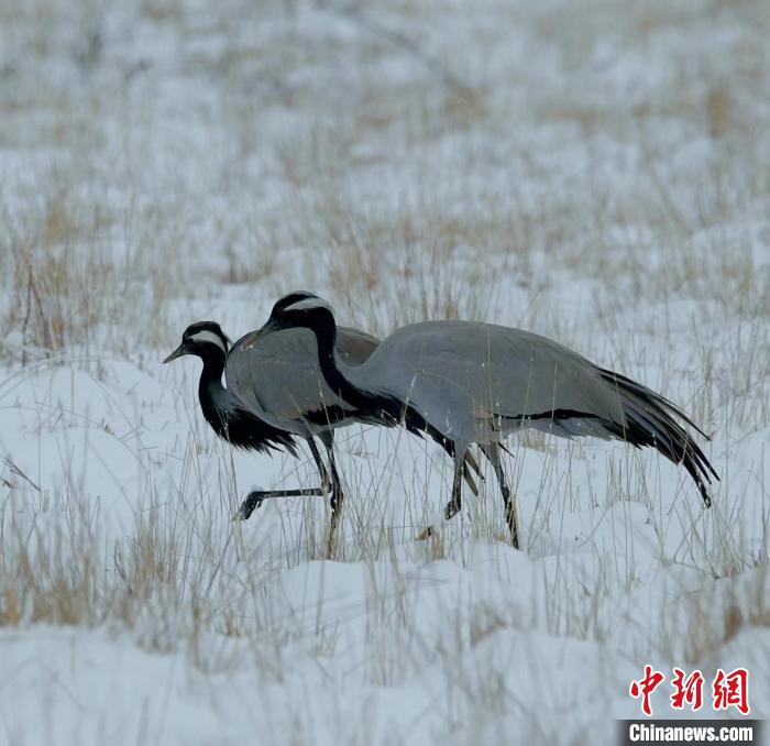 在若爾蓋濕地的蓑羽鶴?！∩袞|機 攝