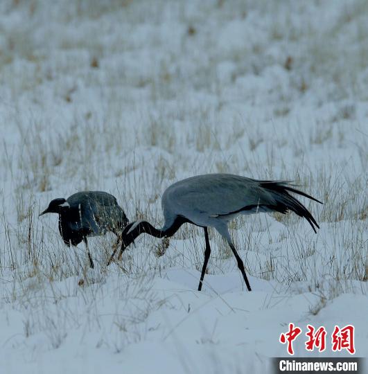 在若爾蓋濕地的蓑羽鶴?！∪魏吻?攝