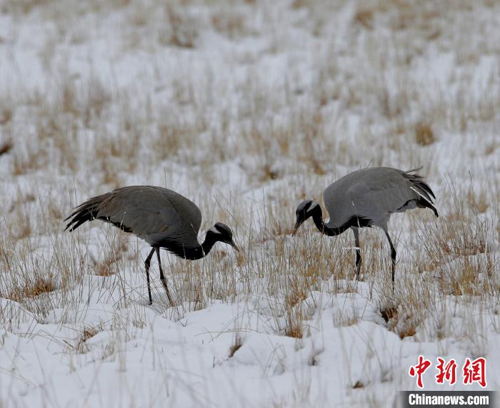 在若爾蓋濕地的蓑羽鶴?！∪魏吻?攝