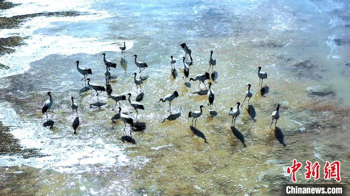 圖為黑頸鶴群駐足休憩。　陳明章 攝