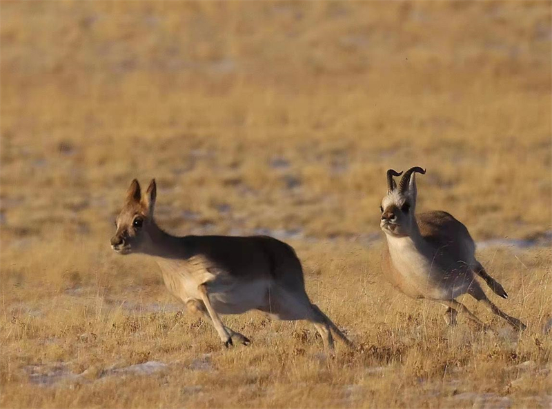 藏羚羊。圖片來(lái)源：農(nóng)牧民大自然攝影隊(duì)