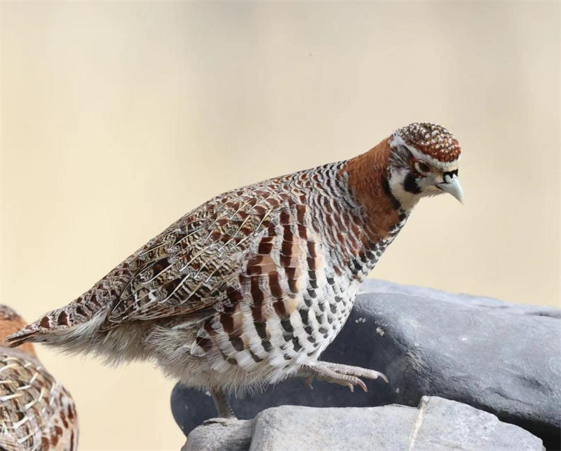 高原山鶉。圖片來(lái)源：農(nóng)牧民大自然攝影隊(duì)