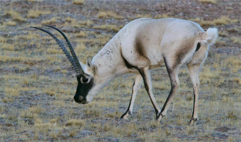 藏羚羊。圖片來(lái)源：農(nóng)牧民大自然攝影隊(duì)