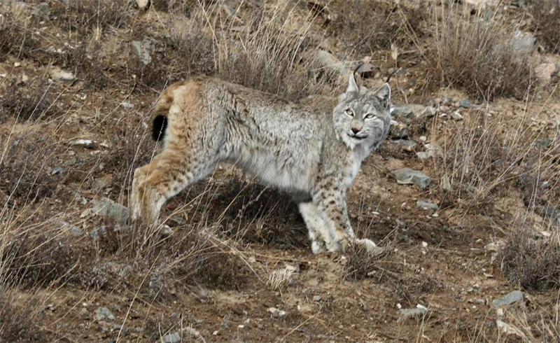 猞猁。圖片來(lái)源：農(nóng)牧民大自然攝影隊(duì)