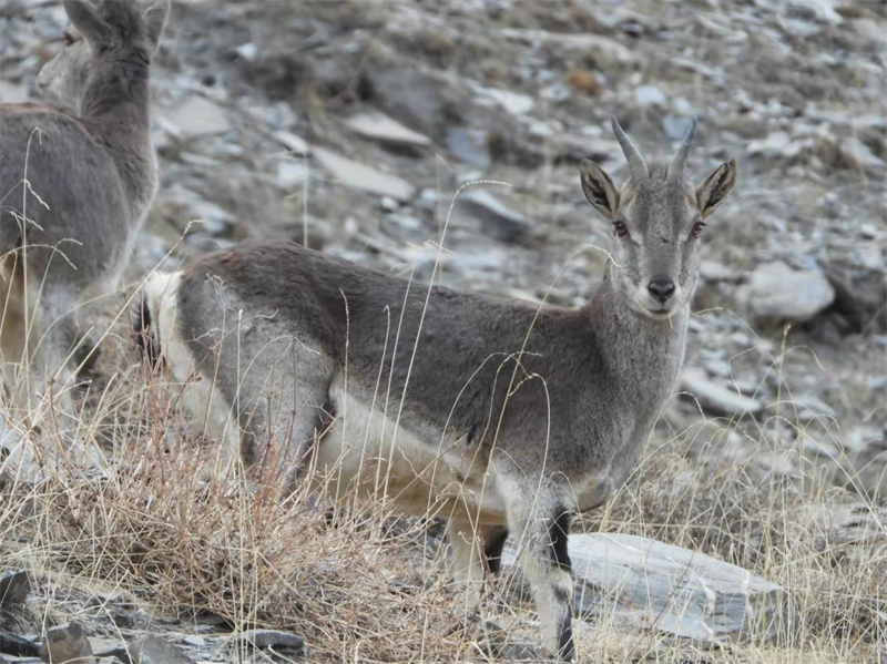 巖羊。圖片來(lái)源：農(nóng)牧民大自然攝影隊(duì)