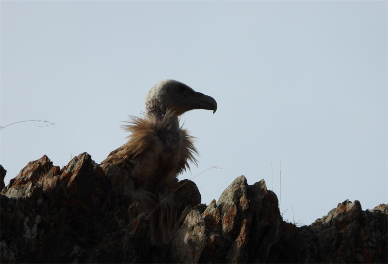 高原兀鷲。圖片來(lái)源：農(nóng)牧民大自然攝影隊(duì)