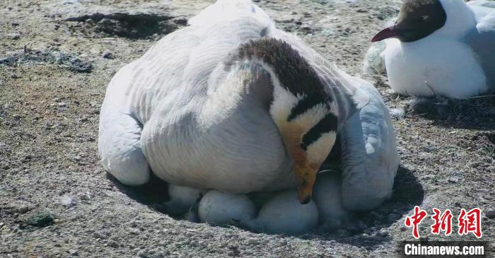 圖為斑頭雁孵蛋?！【G色江河 供圖