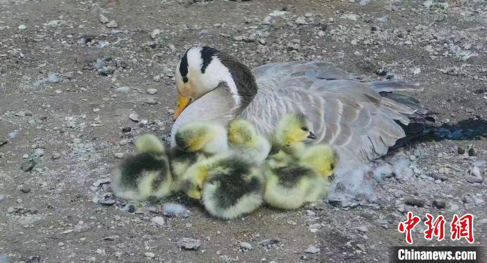 圖為斑頭雁母親和孩子們在一起?！【G色江河 供圖