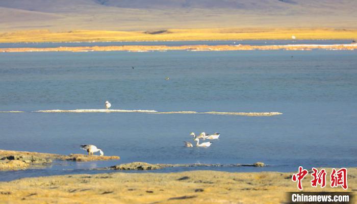 圖為斑頭雁在班德湖中休憩?！【G色江河 供圖