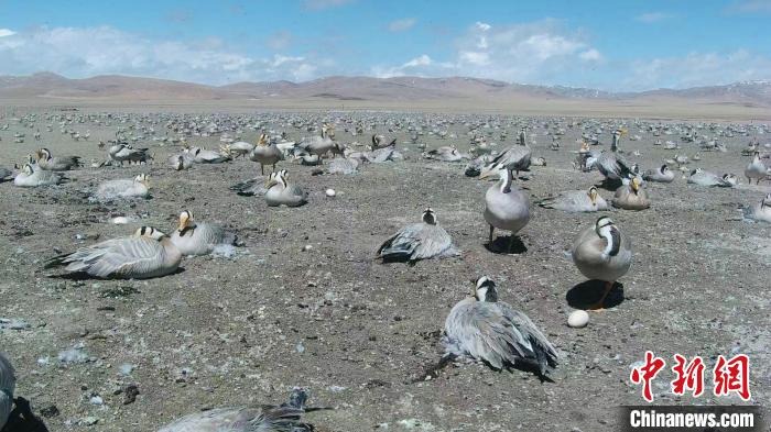 圖為斑頭雁在空地上孵蛋。　綠色江河 供圖