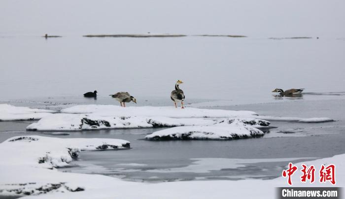 圖為斑頭雁在班德湖邊嬉戲。　綠色江河 供圖