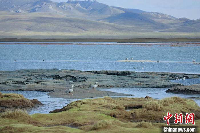 圖為斑頭雁在班德湖中覓食?！【G色江河 供圖