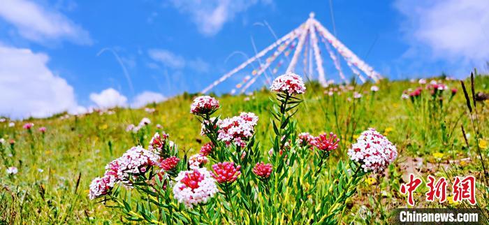 圖為草原一角?！?韓麗 　攝