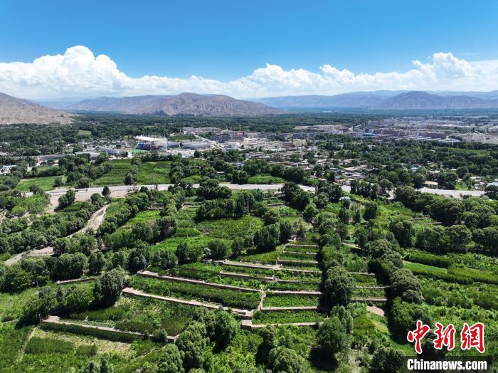 航拍貴德縣黃河岸畔綠意盎然。　馬銘言 攝