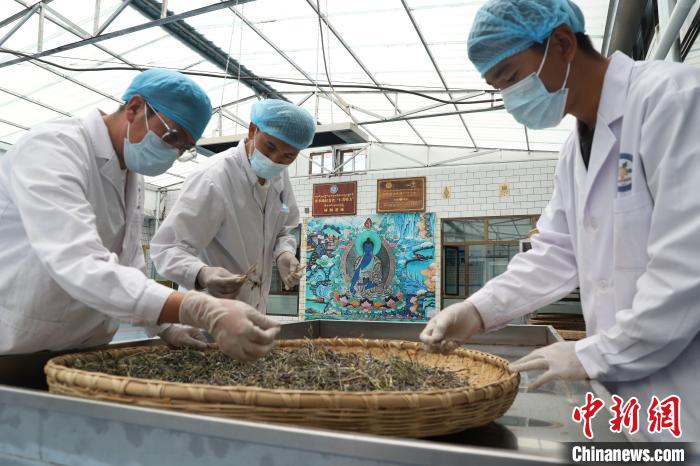 青海:中藏藥材“天然博物館”里的守正創(chuàng)新