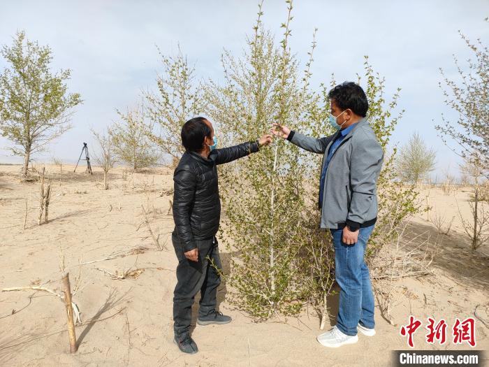 柴達木盆地的護林員：守護，只為那一片綠