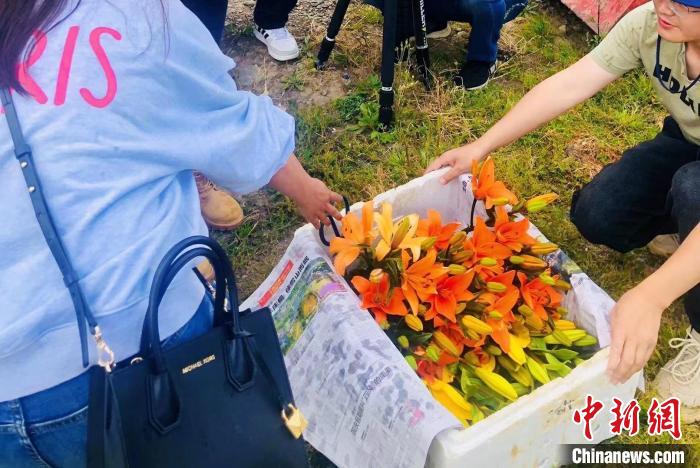 村民采摘百合花?！∪捞量h委宣傳部供圖