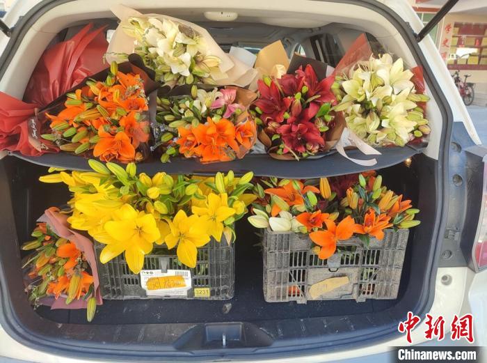 剛剛采摘下來的百合花。　壤塘縣委宣傳部供圖