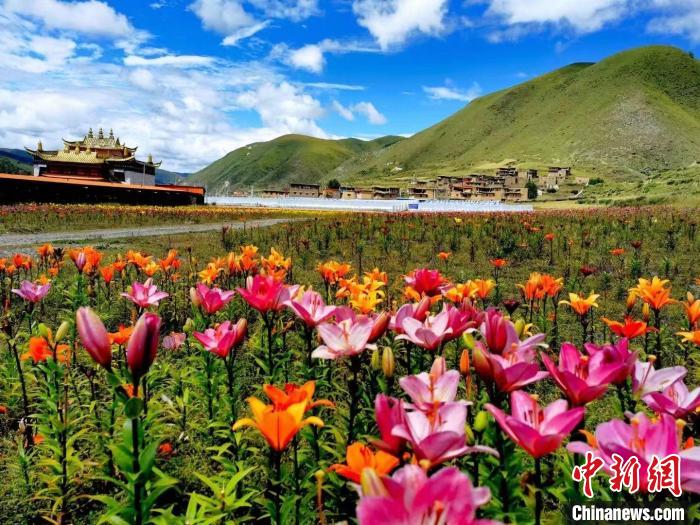 近百畝百合花競(jìng)相開放，景色誘人?！∪捞量h委宣傳部供圖