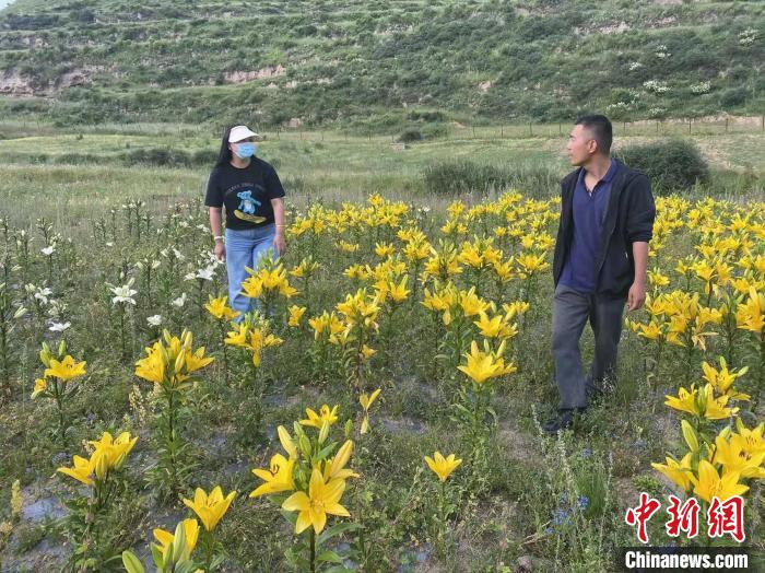 村民采摘百合花?！∪捞量h委宣傳部供圖