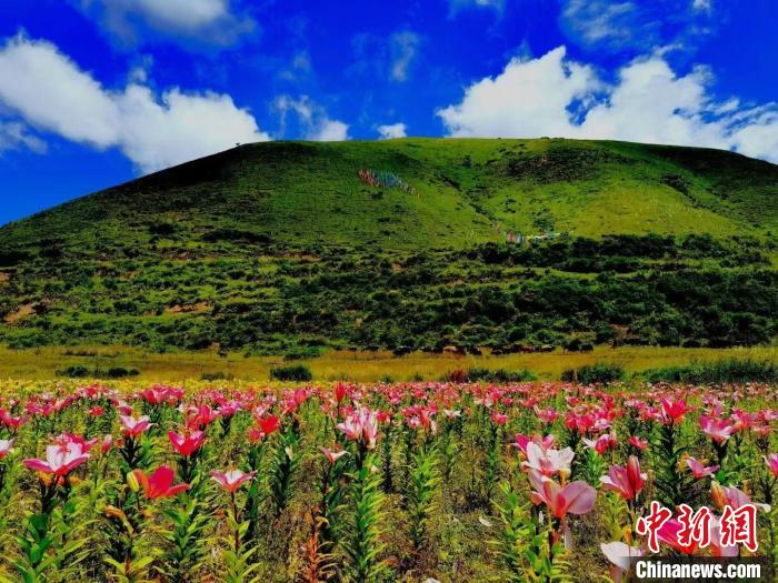 近百畝百合花競(jìng)相開放，景色誘人?！∪捞量h委宣傳部供圖