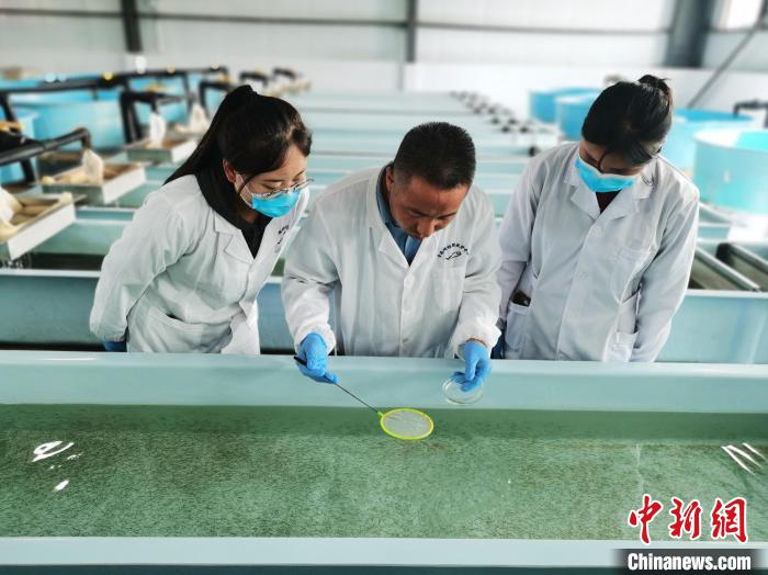 圖為工作人員檢查魚苗。　張?zhí)砀?攝