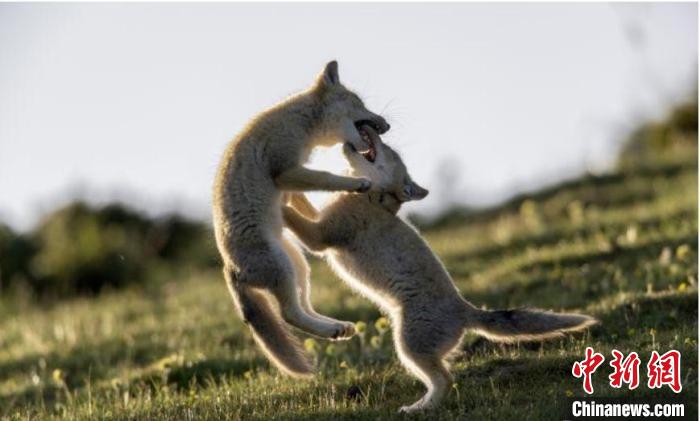 圖為郝進(jìn)芳的作品《難分勝負(fù)》?！∏嗪Ｊ∑钸B山自然保護(hù)協(xié)會供圖