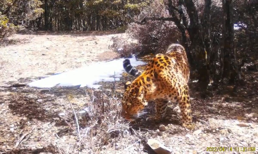 金錢豹。涼山州委宣傳部供圖