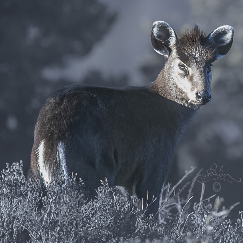 毛冠鹿。涼山州委宣傳部供圖