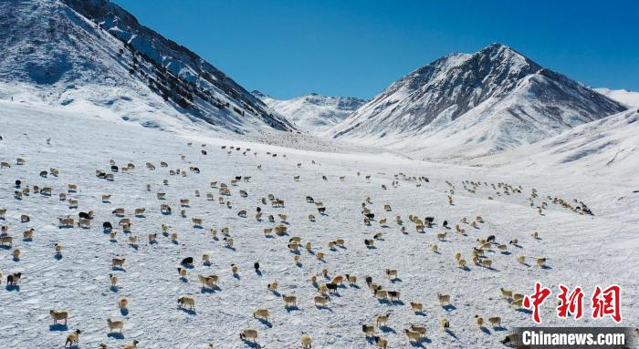 圖為羊群在雪地里覓食。　都蘭縣融媒體中心供圖