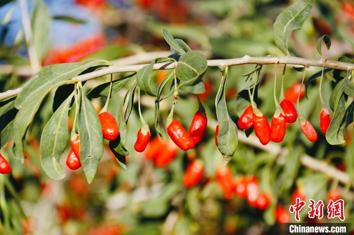 圖為柴達木盆地有機枸杞?！O睿 攝